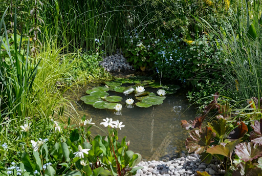 Pond Plants